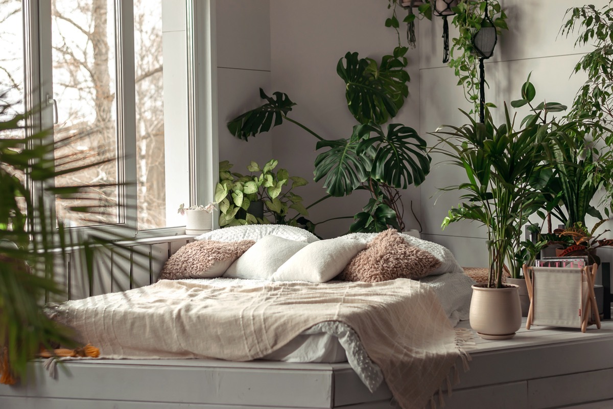 Cozy bright bedroom with indoor plants.Home interior design.Biophilia design,urban jungle concept.